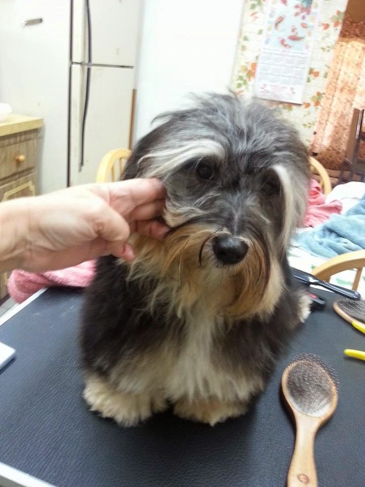 Bichón Habanero. Oye Chico Black Star.