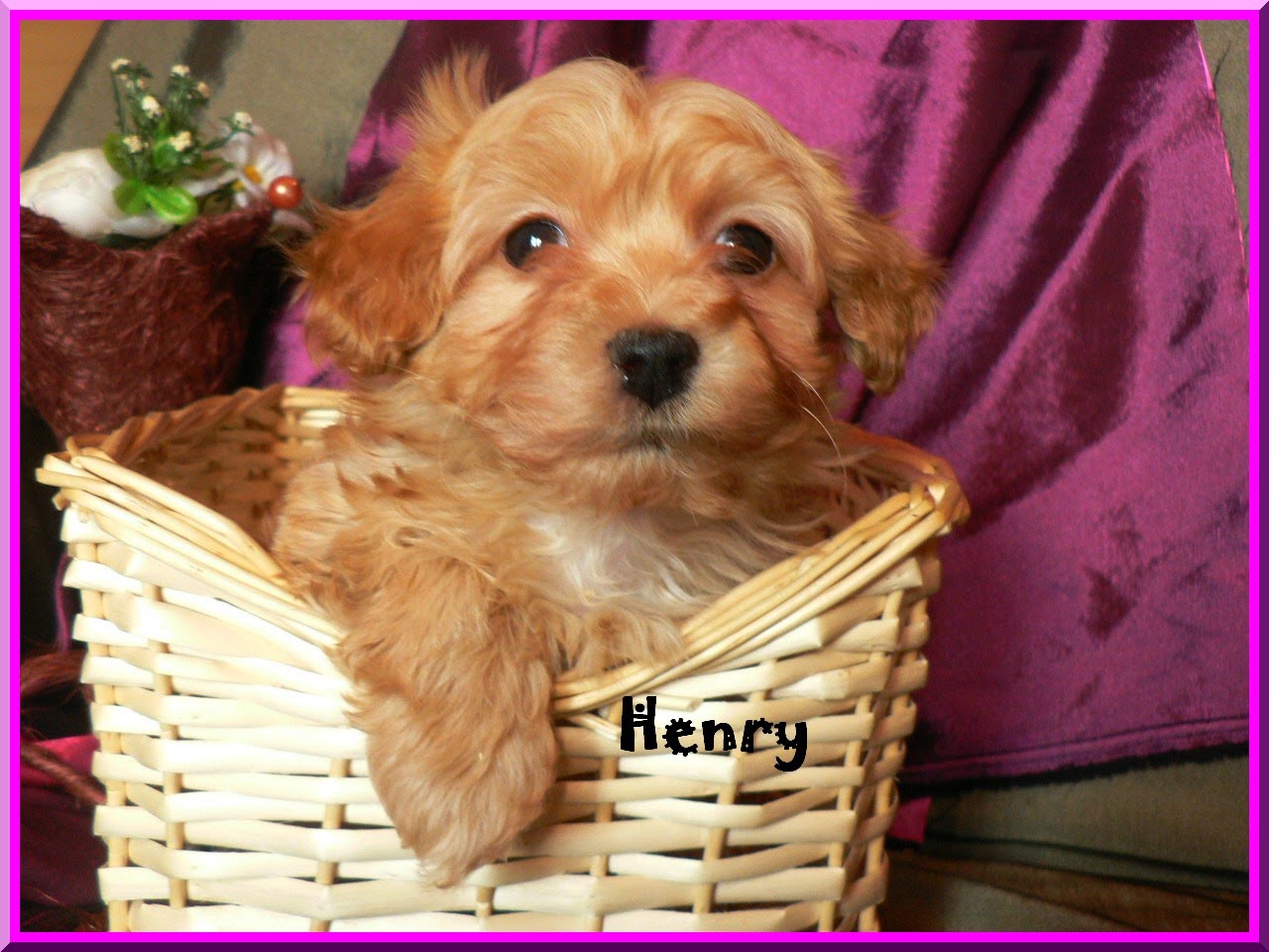 Henry de pequeñajo.