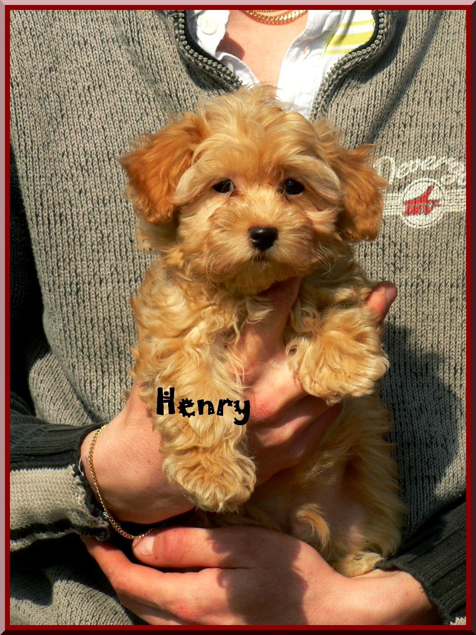 Bichón Habanero. Massivus Angel´s Henry.