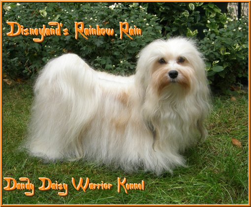 Bichón Habanero. Disneyland´s Rainbow Rain Me.