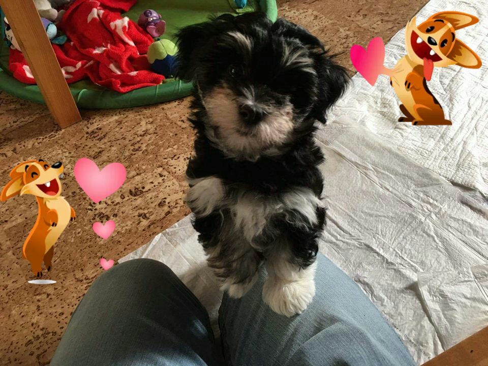 Baloo para comertele.