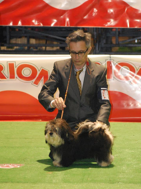 Bichón Habanero.  Ch. AMAZING DANCE ZUMA.