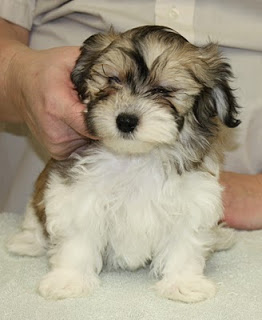 Bichón Habanero.  Ch. Los Perritos Selleye´s Margarita. Bichón Habanero.  Ch. Los Perritos Selleye´s Margarita.