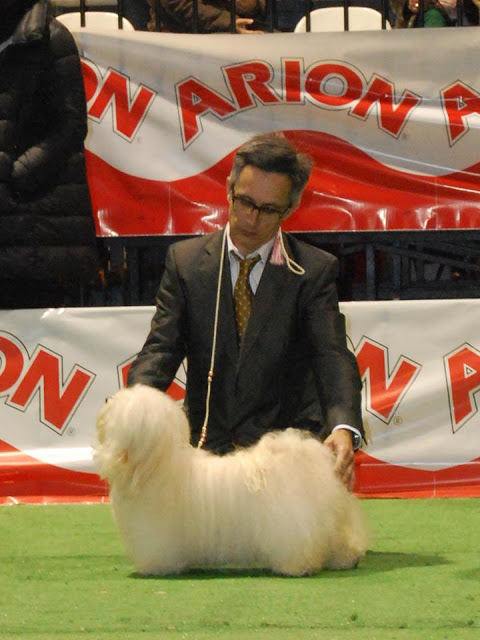 Bichón Habanero.  Ch. AMAZING DANCE KAILA.