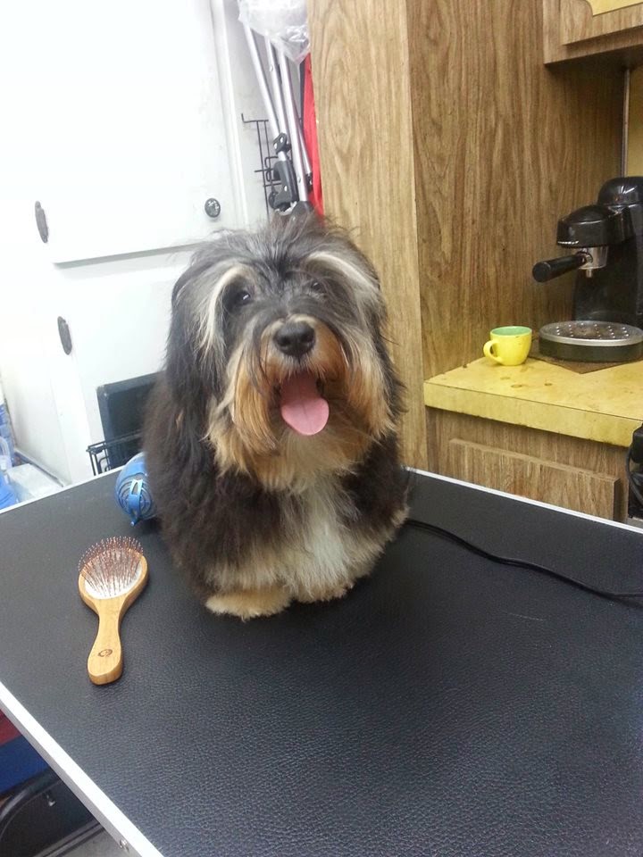 Bichón Habanero.  Ch. Oye Chico Black Star.