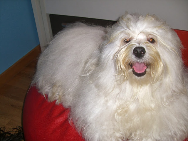 Bichón Habanero. Muguiris Guardian Angel Zeus.