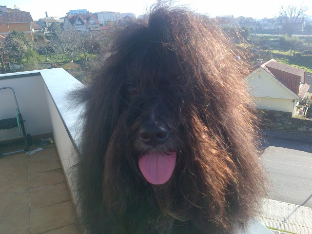 Bichón Habanero.  Ch. Dandy Daisy Warrior Baloo.