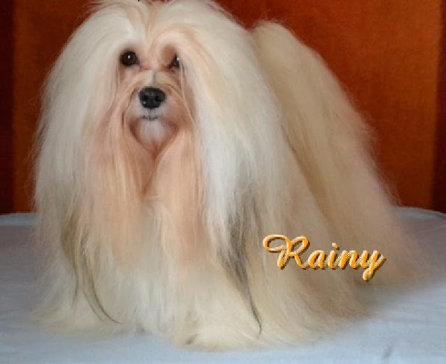 Bichón Habanero. Disneyland´s Rainbow Rain Me.