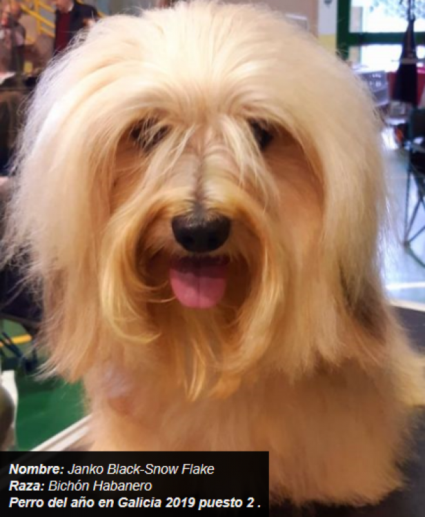 Ch. Black Snow-flake Janko. Bichón Habanero. Ch. Black Snow flake Janko.