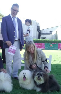 Bichón Habanero.  Ch. AMAZING DANCE KAILA. Excelente 1º  CCC QC  Mejor Hembra y BOS (Mejor Sexo Opuesto)..