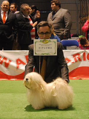 Bichón Habanero.  Ch. AMAZING DANCE KAILA.