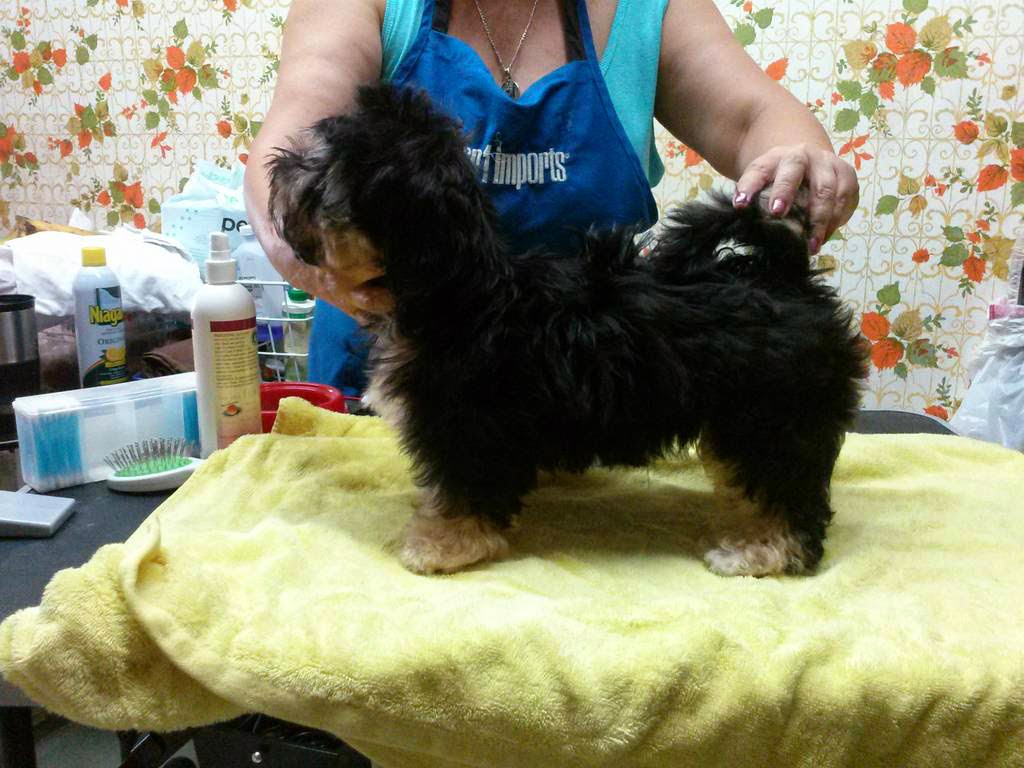 Bichón Habanero. Oye Chico Black Star.