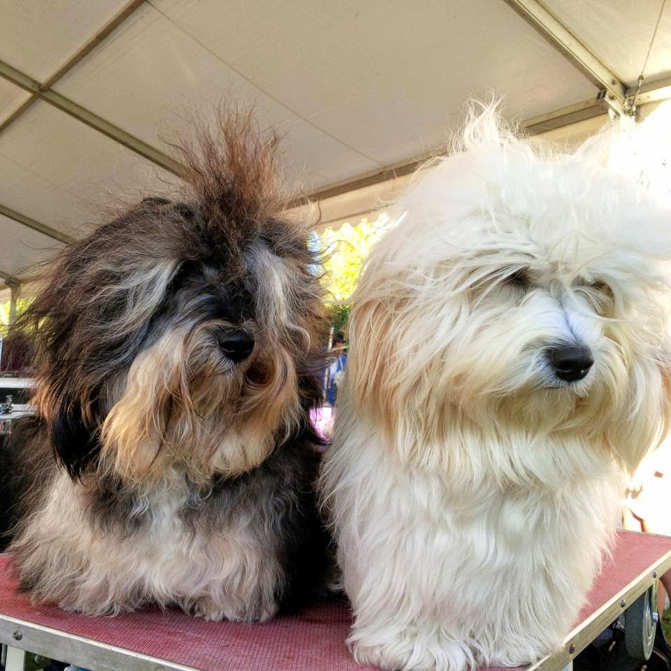 Bichón Habanero.  Ch. AMAZING DANCE KAILA. Excelente 1º  CCC  CACIB  Mejor Hembra (BOS)..