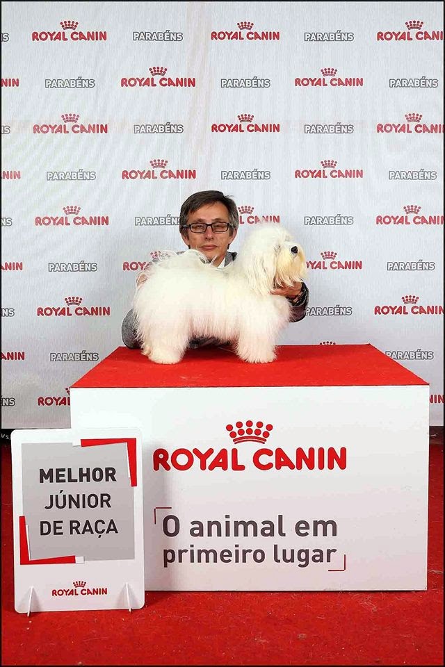 Bichón Habanero.  Ch. AMAZING DANCE SHISUKA.