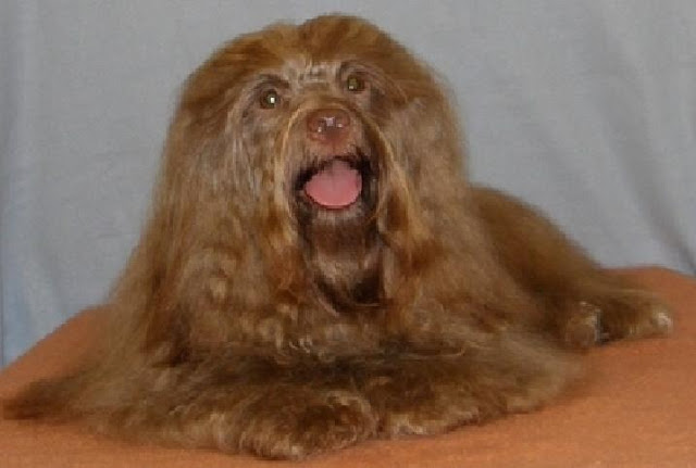 Bichón Habanero. Dandy Daisy Warrior Choochoo.