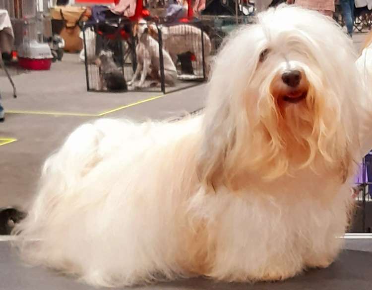 Bichón Habanero.