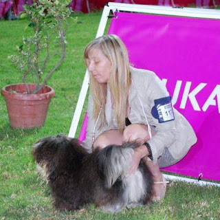 Bichón Habanero.  Ch. AMAZING DANCE ZUMA.
