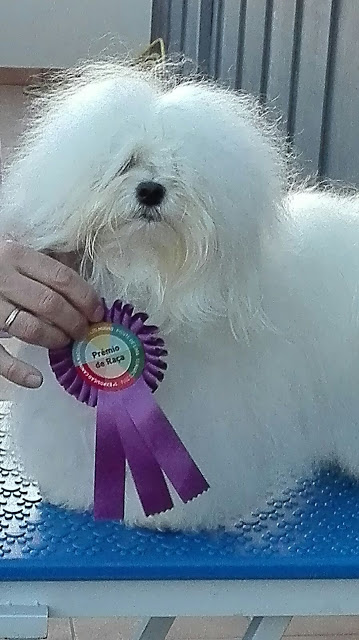 Bichón Habanero.  Ch. AMAZING DANCE SHISUKA.