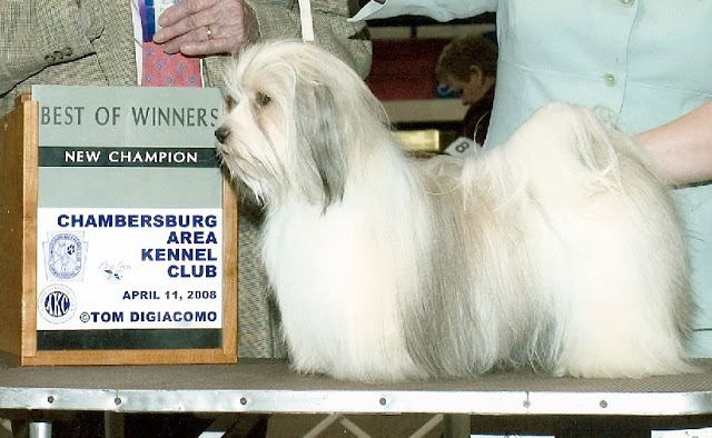 Bichón Habanero. Prairiwind´s Perfection Devotion.