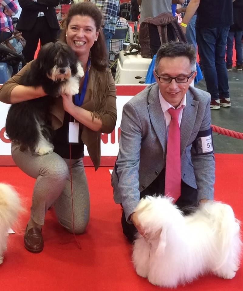 Bichón Habanero.  Ch. AMAZING DANCE KAILA. Exc. 1ª CAC CACIB BOB.