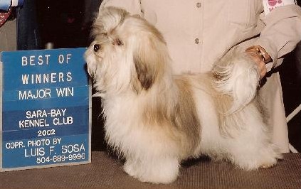 Bichón Habanero. Alderons Shelley´s Jamoacha.