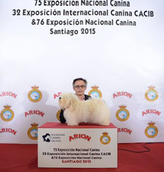 Bichón Habanero.  Ch. AMAZING DANCE KAILA. Bichón Habanero.  Ch. AMAZING DANCE KAILA.