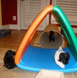 HABANEROS ESPAÑA - CUBA -U.S.A. Bichón Habanero  HABANEROS ESPAÑA - CUBA -U.S.A. Bichón Habanero