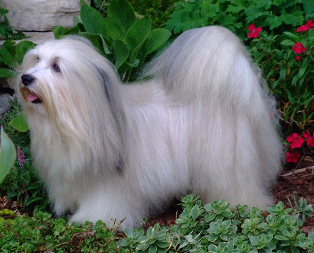 Bichón Habanero. Prairiwind´s Ruff N Ready.