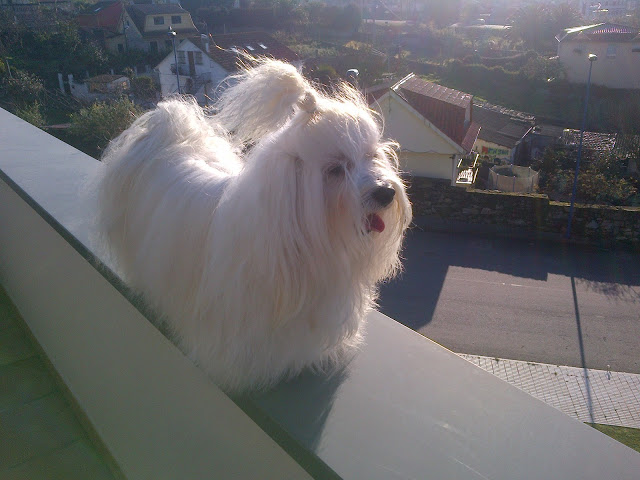 Bichón Habanero. Muguiris Guardian Angel Zeus. Bichón Habanero. Muguiris Guardian Angel Zeus.