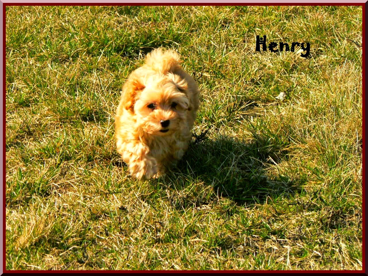 Bichón Habanero. Massivus Angel´s Henry.