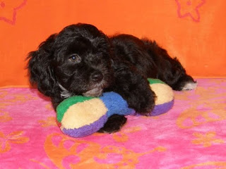 Bichón Habanero.  Ch. Dandy Daisy Warrior Baloo.