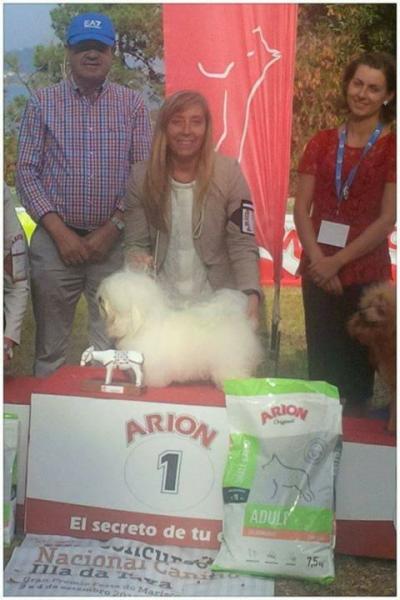 Bichón Habanero.  Ch. AMAZING DANCE SHISUKA.