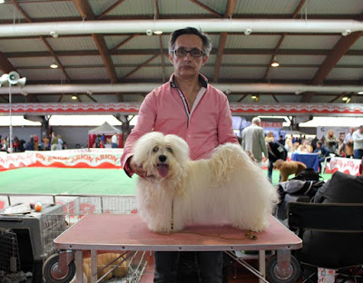 Bichón Habanero.  Ch. AMAZING DANCE SHISUKA. 1 CAC QC..