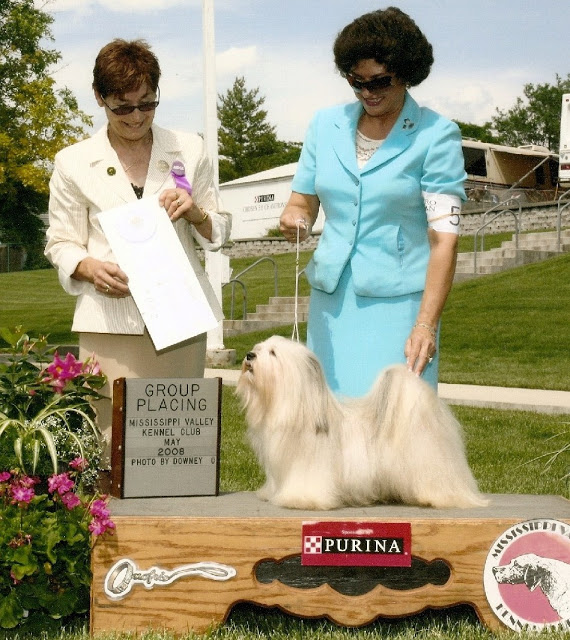 Bichón Habanero. Prairiwind´s Ruff N Ready.