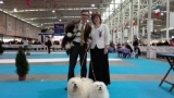 Bichón Habanero.  Ch. AMAZING DANCE SHISUKA. Exc. 1ª CAC CACIB BOB.