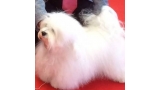 Bichón Habanero.  Ch. AMAZING DANCE SHISUKA.