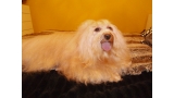 Bichón Habanero. Massivus Angel´s Henry.