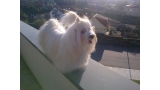 Bichón Habanero. Muguiris Guardian Angel Zeus.