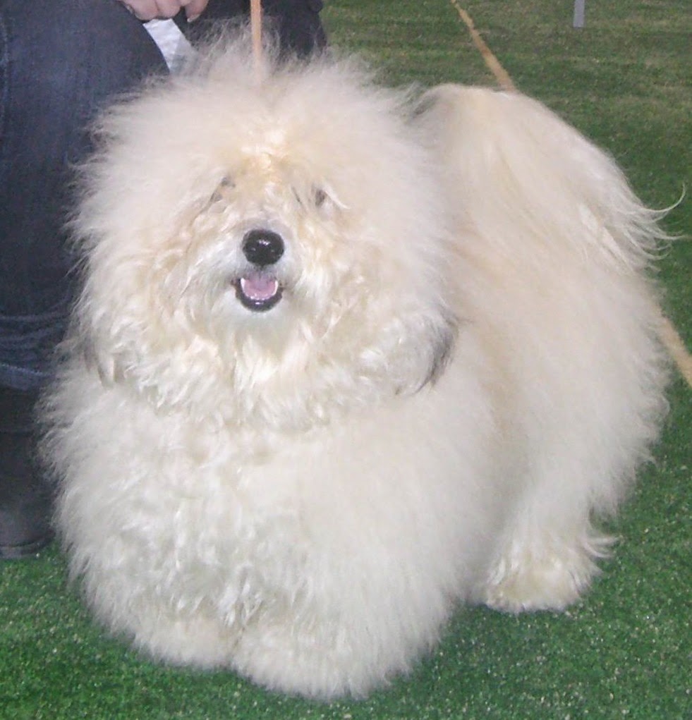 Bichón Habanero. Prairiwind´s Fina Daisy.