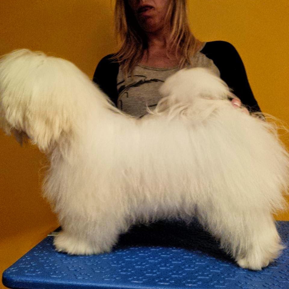 Bichón Habanero.  Ch. AMAZING DANCE SHISUKA.