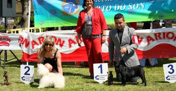 Bichón Habanero.  Ch. Amazing Dance Katty.