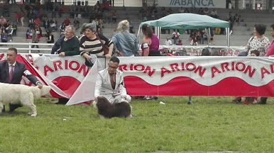 Bichón Habanero.  Ch. AMAZING DANCE ZUMA. Bichón Habanero.  Ch. AMAZING DANCE ZUMA.