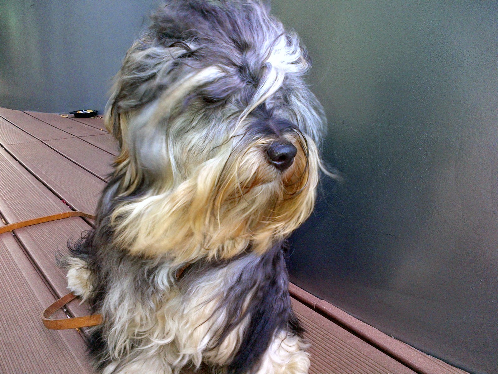 Bichón Habanero. Oye Chico Black Star.