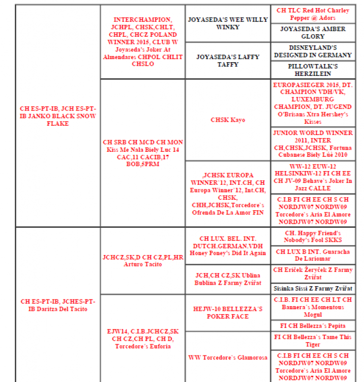 Bichón Habanero. Ch. Daritza Del Tacito.