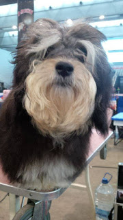 Bichón Habanero.  Ch. AMAZING DANCE ZUMA.