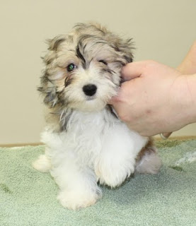 Daisy de cachorrita.