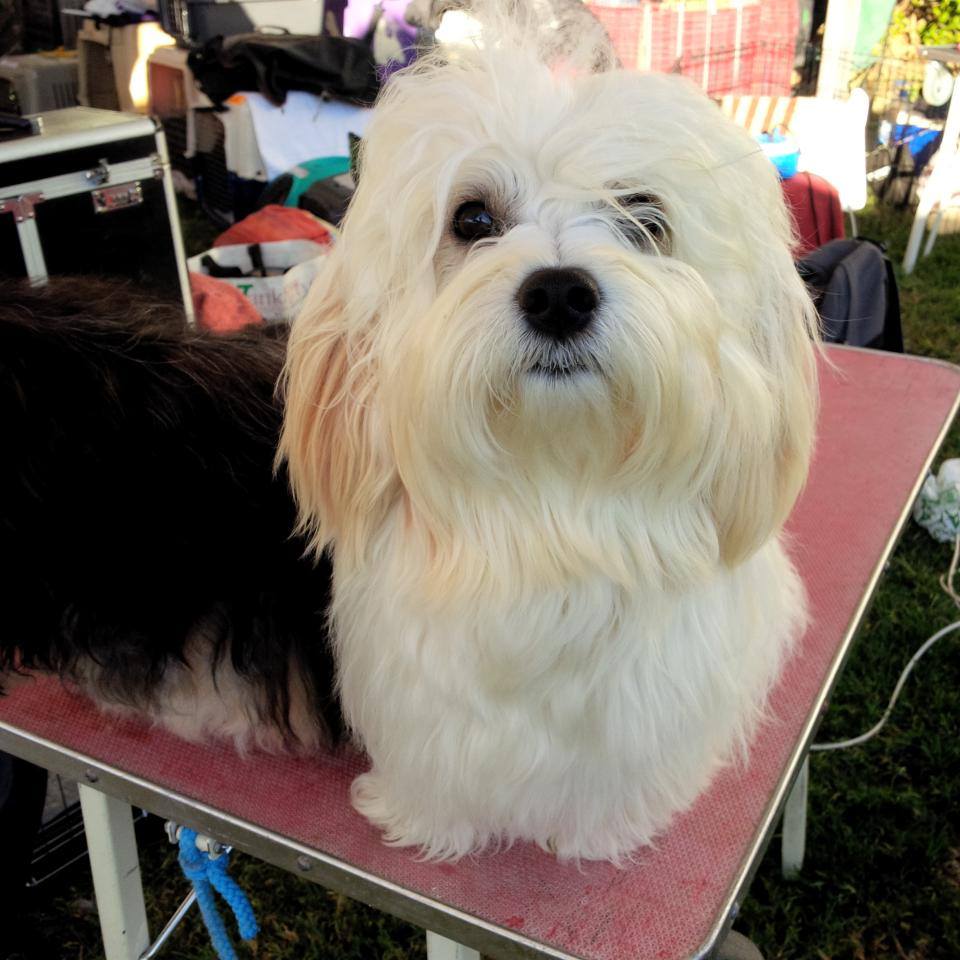 Bichón Habanero.