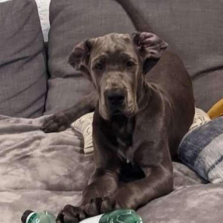 Cachorro dogo alemán