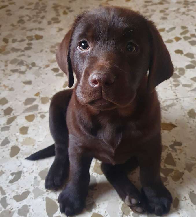 Labrador Retriever. LABRADORES JAVER KELEB  LOS MEJORES