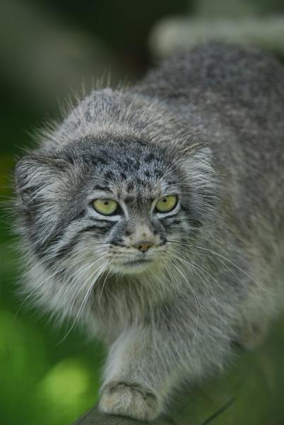 Gato Manul